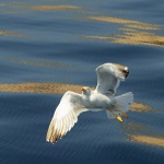 animals___Take A Flight___