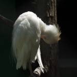 animals___Thank You___Zagreb, Croatia.