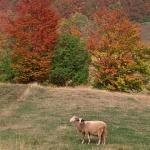 animals___Two Headed Sheep___Begovo Razdolje, Croatia.