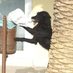 animals___Vagabond___Mali Losinj. Croatia.