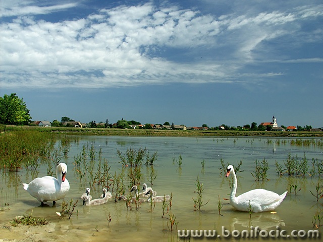 animals___Swan Lake___Draz, Croatia.