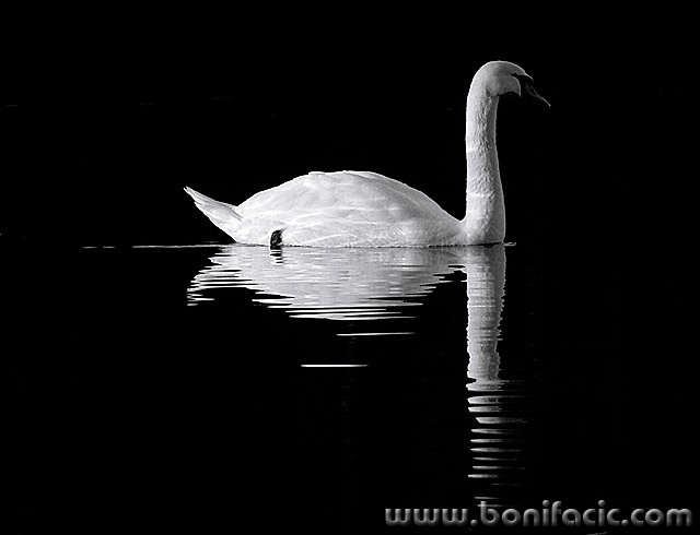 animals___Swan___Fuzine, Croatia.