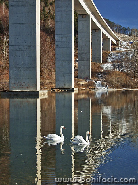 animals___Swans___Fuzine, Croatia.