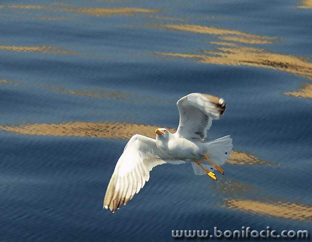 animals___Take A Flight___