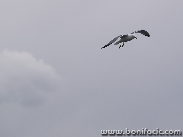 animals___Take A Flight___Senj, Croatia.