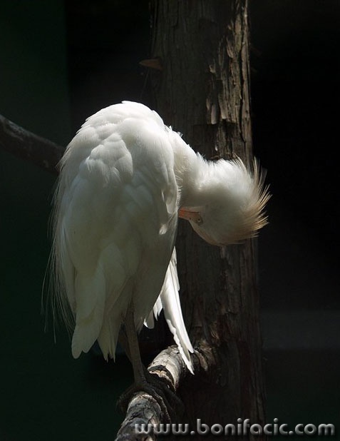 animals___Thank You___Zagreb, Croatia.