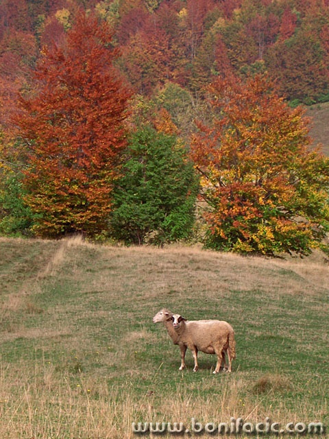 animals___Two Headed Sheep___Begovo Razdolje, Croatia.