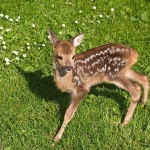 animals___Watchful___Josipdol, Croatia.