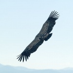 animals___Wing___Beli, Croatia.