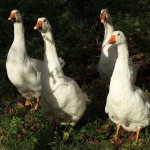 animals___Witnesses___Vera, Croatia.