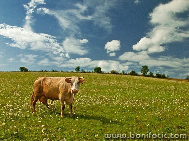 animals___Velebit Grazing___Zuta Lokva, Croatia.