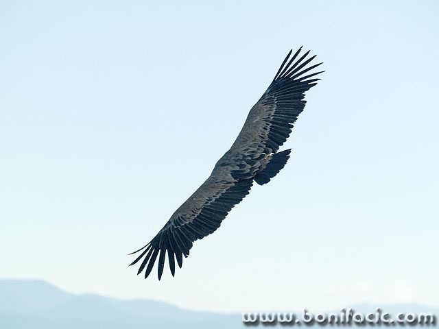 animals___Wing___Beli, Croatia.
