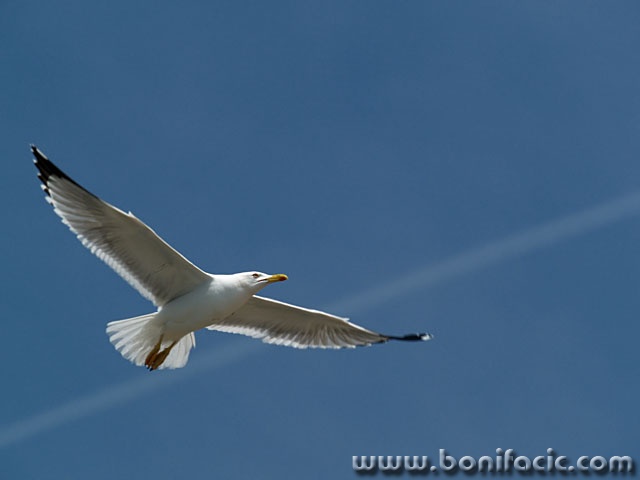 animals___Wing___Rab, Croatia.