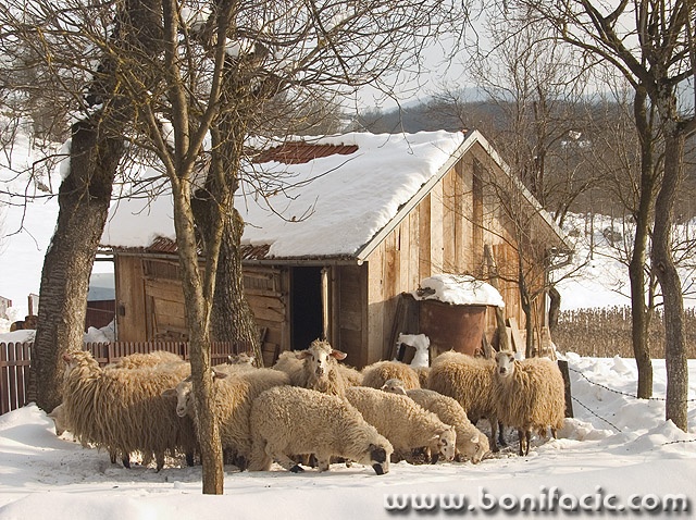 animals___Woolmark___Svica, Croatia.