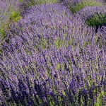 skradinlavanda2mal