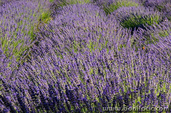 skradinlavanda2mal