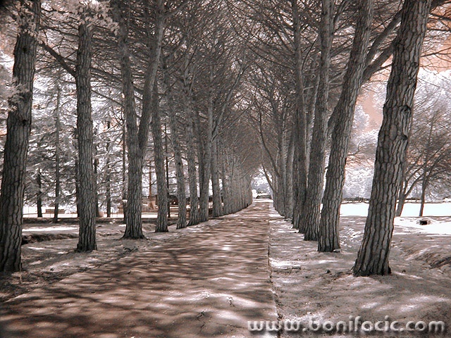 bw___Alameda___Brijuni, Croatia.