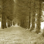 bw___Arborescent Tunnel___Ogulin, Croatia.