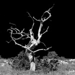 bw___Beardless___Predoscica, Croatia.