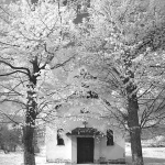 bw___Behind Trees___Dedin, Croatia.