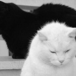 bw___Black & White___