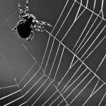 bw___Black Widow___Djurdjevac, Croatia.