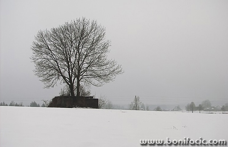 bw___Bunker Tree___Ostarije, Croatia.