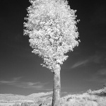 bw___Chlorophyllless___Brinje, Croatia.