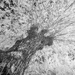 bw___Crown___Kapovci, Croatia.