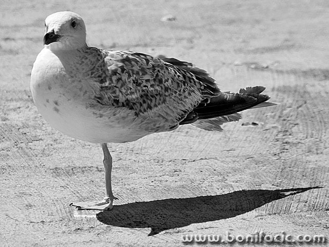 bw___Cripple___Baska,Croatia.