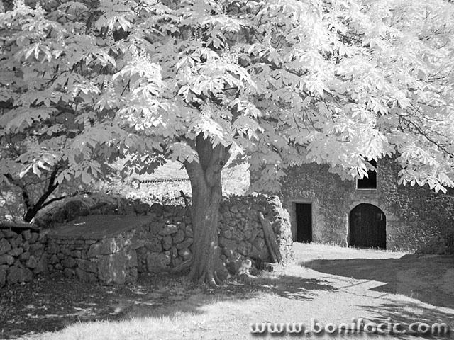 bw___Crowned___Vrh, Croatia.