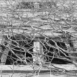 petrinjskoodmaralistebrsljan1BWmal