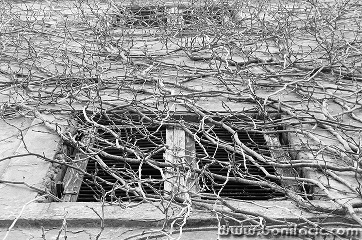 petrinjskoodmaralistebrsljan1BWmal