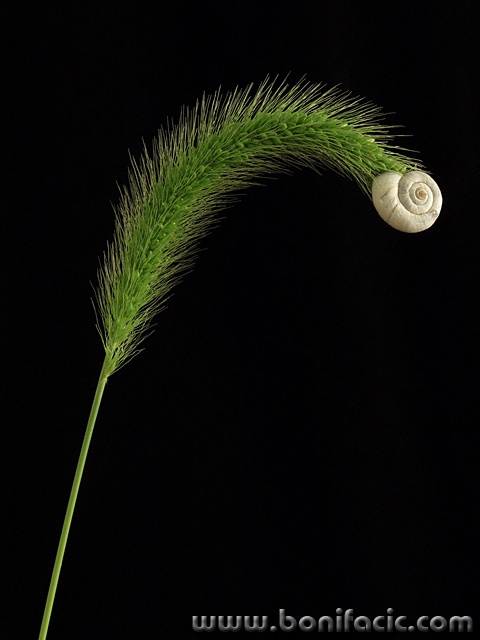 macro___Symbiose___