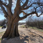motormisusajnica1mal