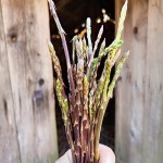 sparogemisusajnica1mal