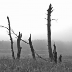 bw___Extinction___Gorski Kotar, Croatia.