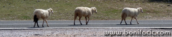 ovcecrespano1mal