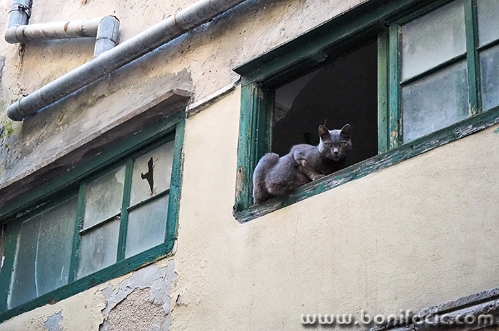 cresmackaponestra1mal