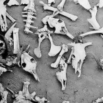 bw___Gnawed Bones___Tozeur, Tunisia.