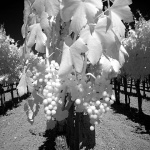 bw___Grappolo___Vrbnik, Croatia.