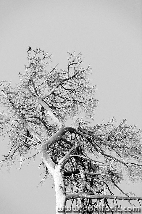 brijuni2362bwmal