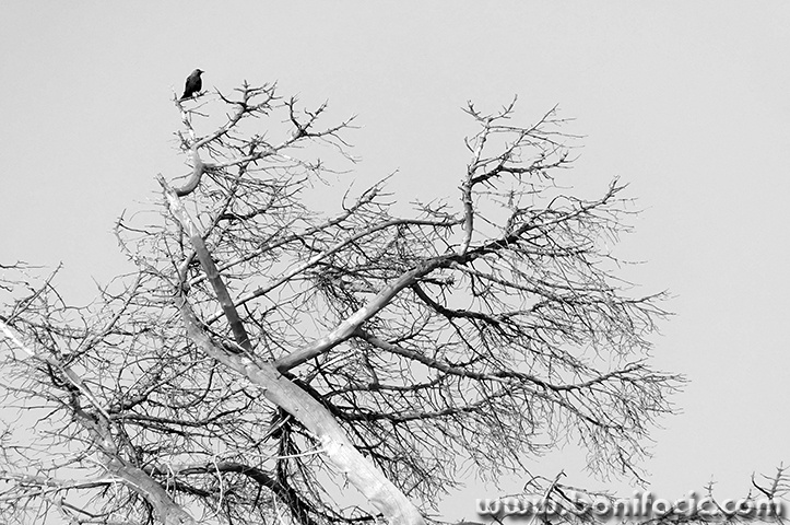 brijuni2363bwmal
