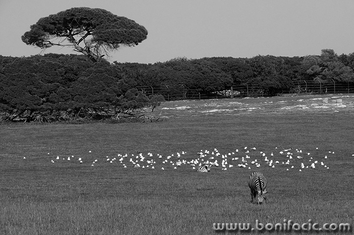 brijuni2365bwmal