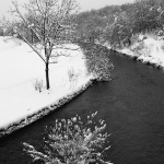 bw___Ikebana___Dobra, Croatia.