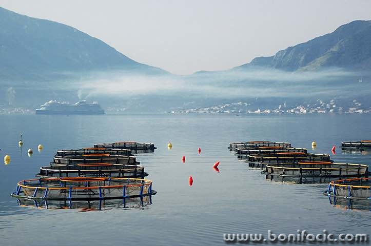 kotor85mal