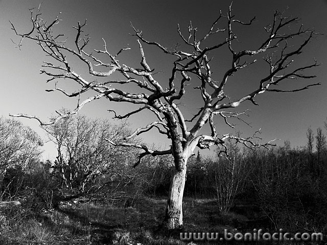 bw___Lethal___Tribulje, Croatia.