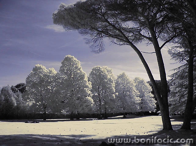 bw___Magical Wood___Brijuni, Crotia.