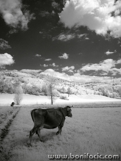 bw___Milky Production___Zuta Lokva, Croatia.