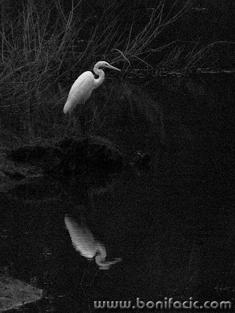 bw___Narcis___Mrzla Vodica, Croatia.